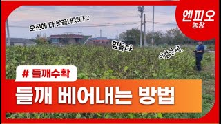 들깨베기 | 들깨베는시기 | 들깨베는방법