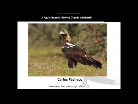 A Águia-imperial-ibérica