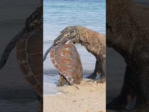 Komodo dragon tries to crack a turtle shell #komodo #turtle