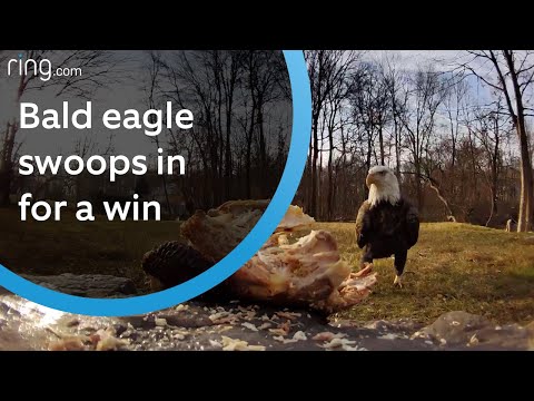 Bald Eagle vs. Crows: Who Wins in This Leftover Challenge? | RingTV