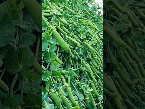 is see before it like this #agriculture #saleema # farming # satisfied# pea farming