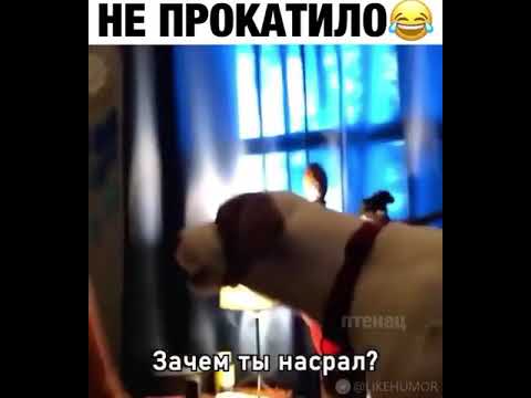 Зачем ты насрал ? Это кот насрал. У нас нет кота 😂. Прикол с собакой, смешной ролик. Тик ток топ