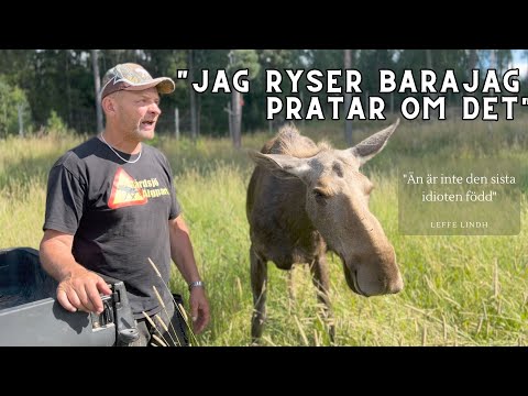 Varför stöter korna bort sina kalvar?