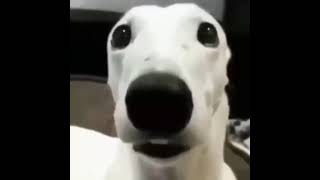 Shiver me timber’s