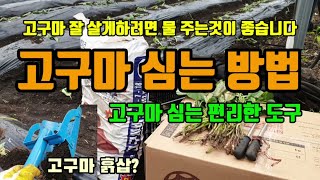 고구마 모종 간단히 심는 방법 고구마 심는간격 시기 고구마 재배기간 고구마물안주고 심기 무동력비닐피복기사용