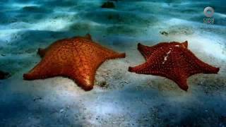 México Social - Día mundial del Medio Ambiente (07/06/2016)