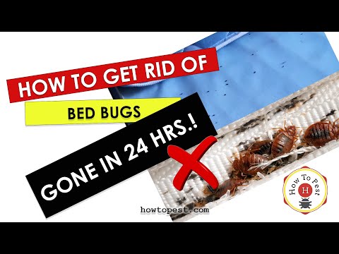 Kill Bed Bugs in 24 Hours – Fast & Proven DIY Bed Bug Treatment