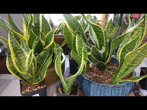 YouTube video about: Why is my snake plant splitting?
