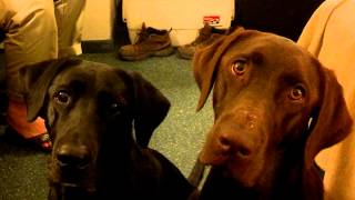 What dogs really hear