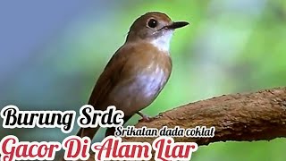 Download lagu Kicau Suara SRDC Sikatan Rimba Dada Coklat|Di Alam liar mp3