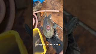 一番可愛いお魚ウマヅラハギ！BIGサイズ！！