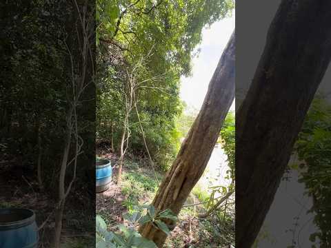 🔥🌿 Almoço raiz no barranco do Rio dos Bois! Bora pescar??🎣