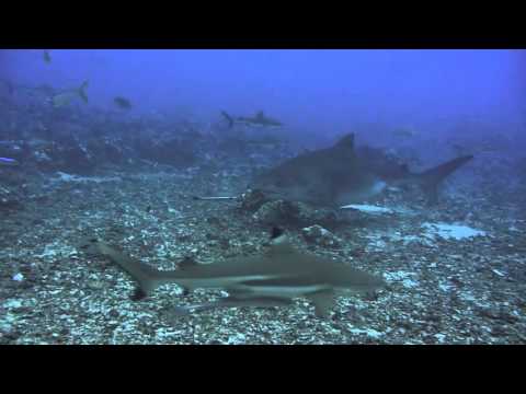 Manuela und der Tigerhai