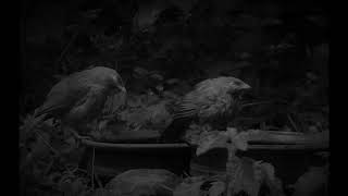 Uaral -  Eternal Beauty of Trees