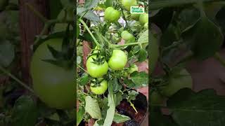 Grow Tomatoes At Home | Terrace garden Set-Up Service