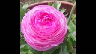 Gül Bahçesi Çiçek Videoları - Flower Gardens/Güller-Çiçekler-Roses