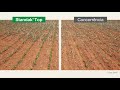 alt: Miniatura imagem do produto Standak Top - Fungicida e Inseticida - 5L - BASF - 200323 - Unitário