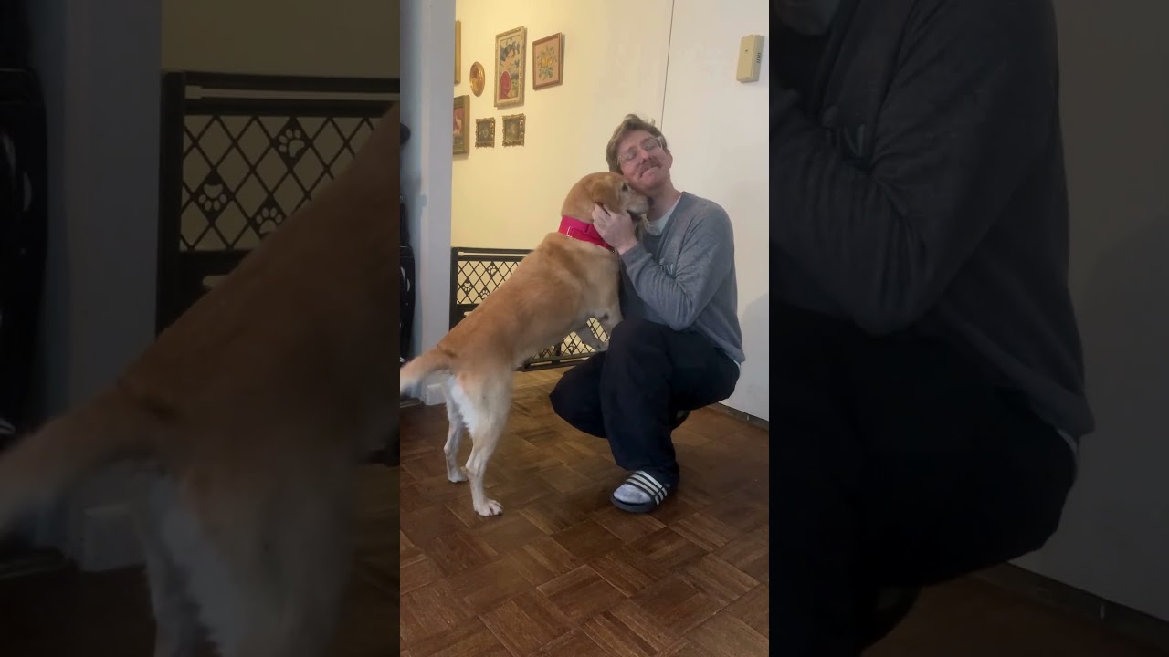 Enlarge Fleece Blanket, a ADOPTABLE mixed breed in New York, NY video 1/6