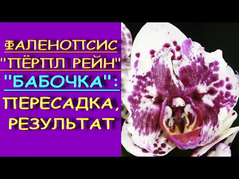 ФАЛЕНОПСИС "Пурпурный Дождь" (БАБОЧКА):пересадка,РЕЗУЛЬТАТ.Орхидея phal.'Purple Rain' ("Перпл Рейн")