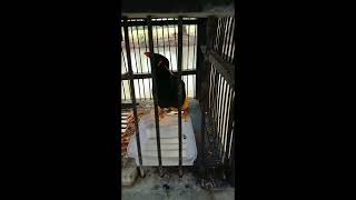 Download lagu SUARA BURUNG INI COCOK BUAT RINGTONE mp3