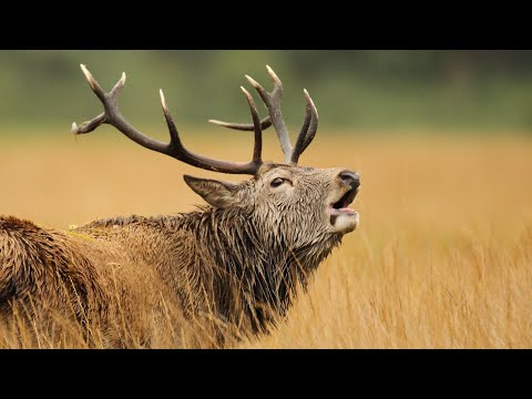 Red Stags Fight For Females In Rutting Season | Scotland 🌎 🏴󠁧󠁢󠁳󠁣󠁴󠁿 | Wild Travel | Robert E Fuller
