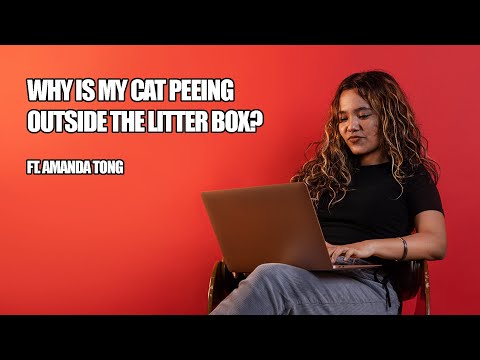 Why is my cat peeing outside the litter box?