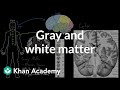 Gray and white matter | Organ Systems | MCAT | Khan Academy