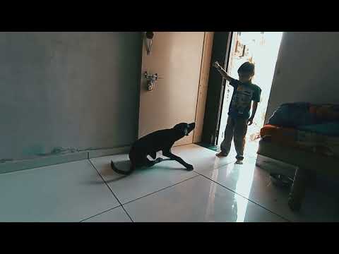 dog training at home/dog Blog/dog training / dog training/ dog lover