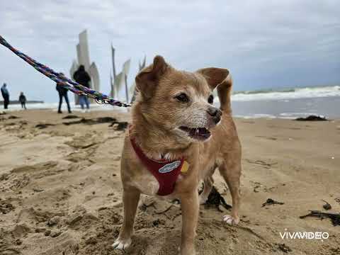 Mit dem Pfotenmobil in die Normandie/ April 2024