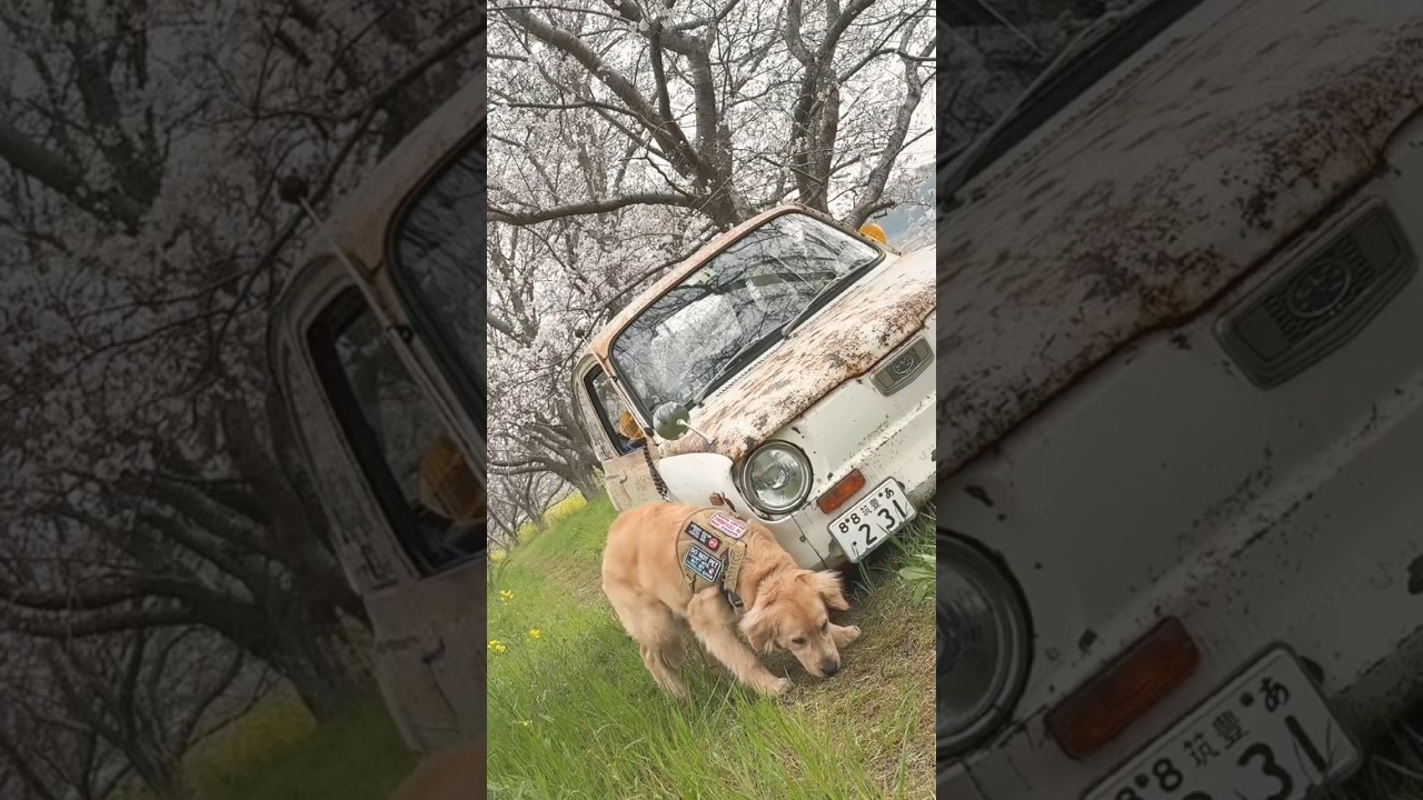 千石峡と千尋　今日の散歩　#桜のトンネル　#ゴールデンレトリバー  #大型犬のいる生活