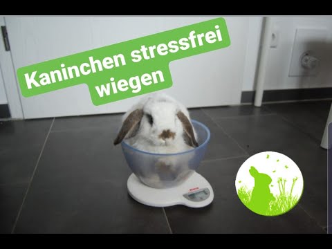 , title : 'Kaninchen stressfrei wiegen'