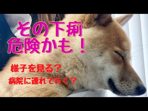 犬の糞便中のジアルジアを特定する方法