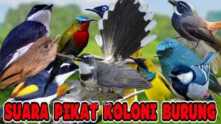 Download lagu SUDAH TERUJI SUARA PIKAT RIBUT mp3 KOLONI BURUNG H... mp3