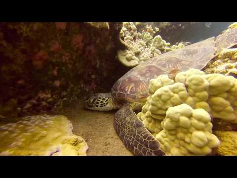 Molokini Crater and Turtle Reef Dive