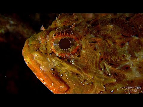 Scorpaena porcus