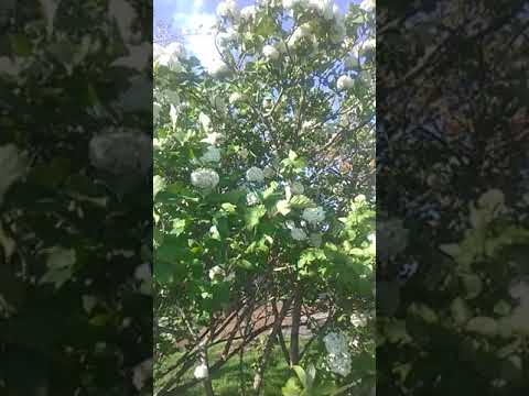 THE BEAUTY OF HOLINESS