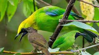 Download lagu MP3 CUCAK IJO BIG, IJO MINI, KAPAS TEMBAK‼️ KOMBINASI AMPUH BURCIL mp3