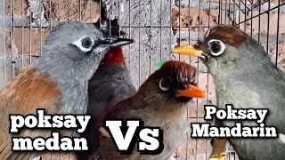 Download lagu Poksay Mandarin Saling Sautan Poksay Medan Cocok Buat Pancingan Pikat, Kombinasi Poksay gacor full mp3