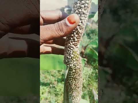 to Day almost fines work