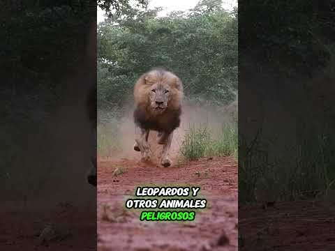 Él no sabia que era un animal muy peligroso 😨