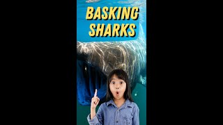 Download lagu Why keep Basking Sharks their Mouth open? #shorts mp3