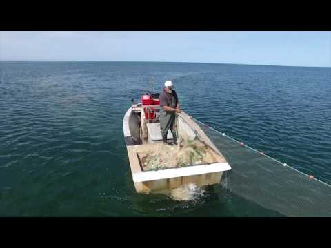 The Fish Factory - Commercial Net Fishing