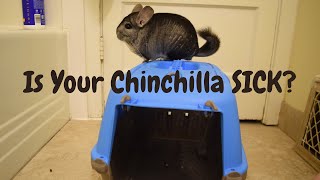 How To Tell If Your Chinchilla Is Sick