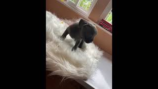 Affenpinscher Puppies Videos