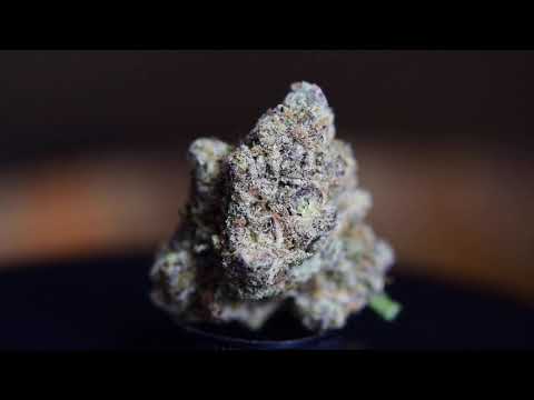 Cactus Breath Strain Review Macro Close Up