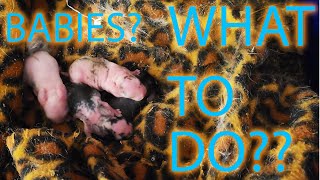 What To Do If You Unexpectedly Have a Litter of Baby Bunnies! (4K)