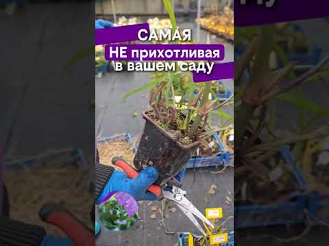 фото традесканция виргинская. саженцы от 23 руб. синяя, малиновая, фиолетовая 0