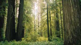 Iron Horse, Trailer Trash (Modest Mouse)