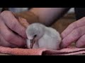 Sanctuary Celebrates Birth Of Rare Flamingo Chick
