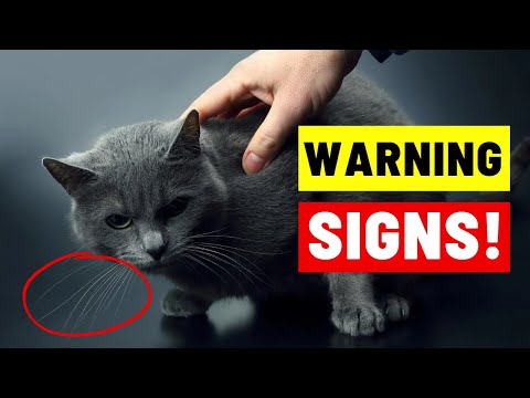 7 Signs Your CAT DOESN'T LOVE You (Even If You Think They Do)